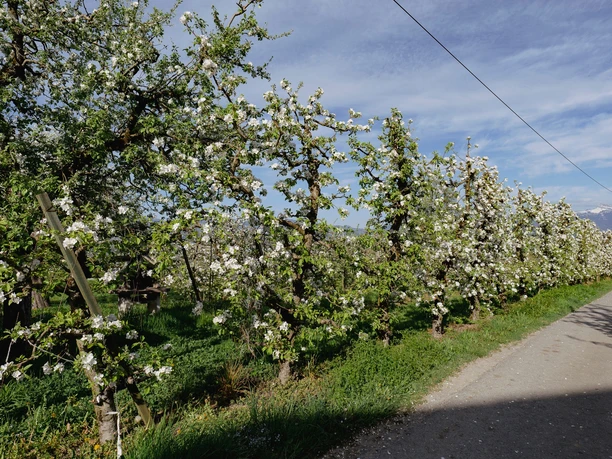 Blühender Obstgarten Altendorf