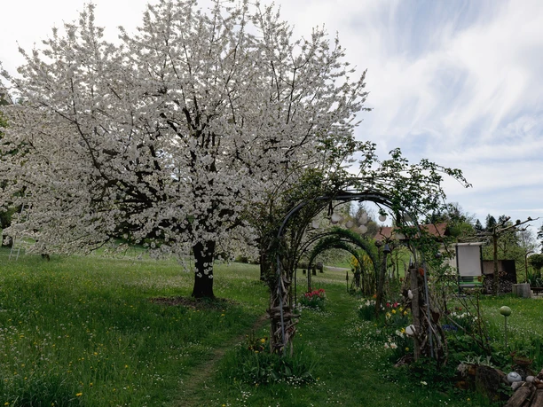 Bluescht Altendorf