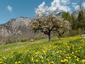 Bluescht in Muotathal