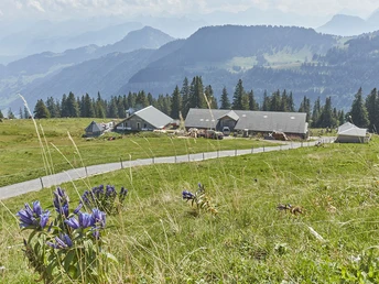 Sicht Richtung Alpwirtschaft Chäserenholz
