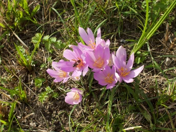 Herbstzeitlose - Fabrtupfer in den Flachmooren