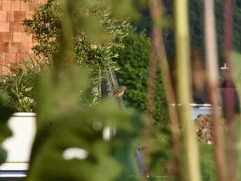 Gartenrotschwanz - typischer Obstgarten-Bewohner