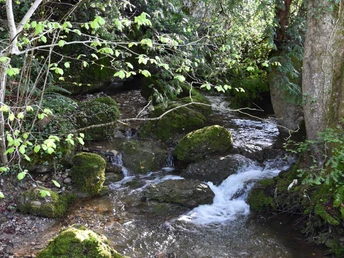 Natürliche Bachläufe