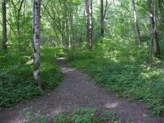 Auenwald - Aazopf