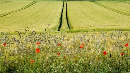 Blütenpracht-Mohn_33.JPG