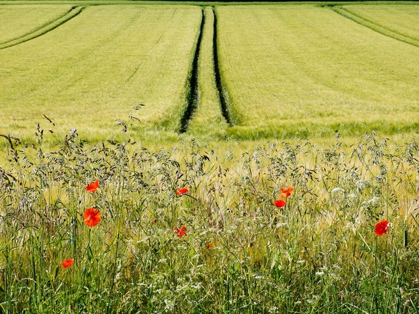 Blütenpracht-Mohn_33.JPG
