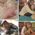 Hundemassage Vier Bilder zeigen Hunde, die entspannende Massagen erhalten, begleitet von einer fürsorglichen Person.