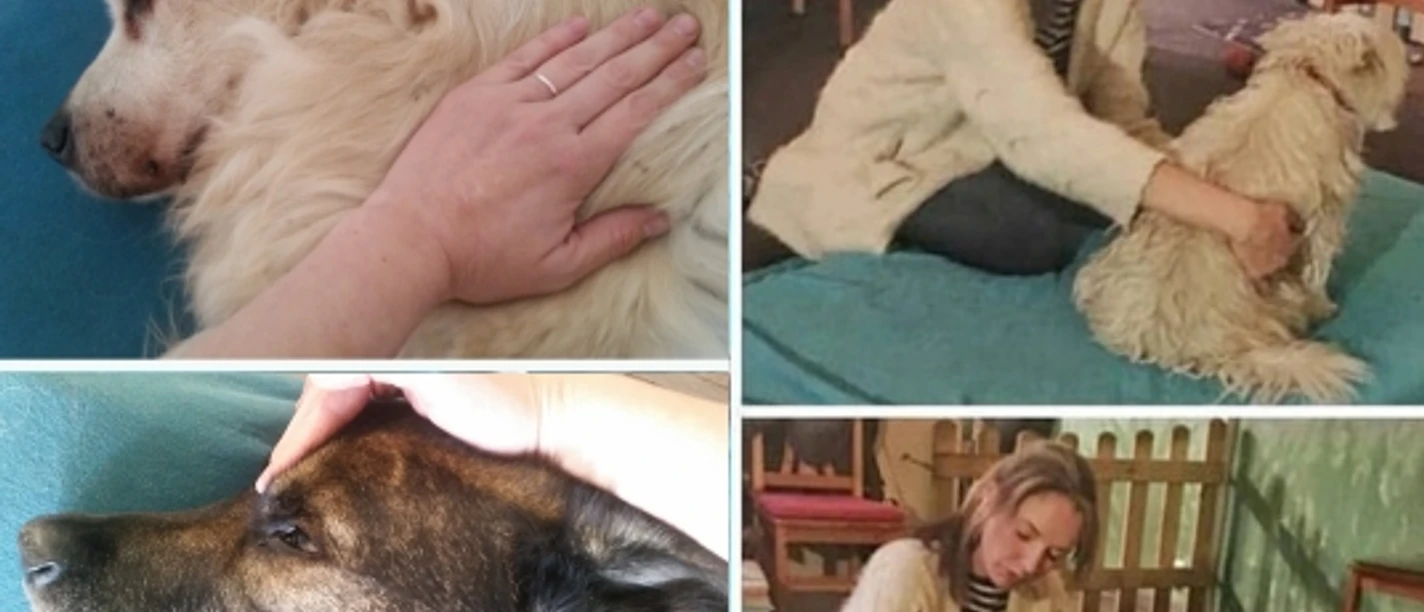 Hundemassage Vier Bilder zeigen Hunde, die entspannende Massagen erhalten, begleitet von einer fürsorglichen Person.