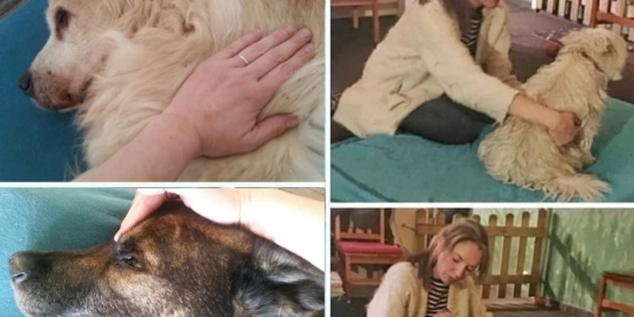 Hundemassage Vier Bilder zeigen Hunde, die entspannende Massagen erhalten, begleitet von einer fürsorglichen Person.