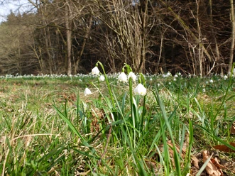Märzenbecher im Polenztal