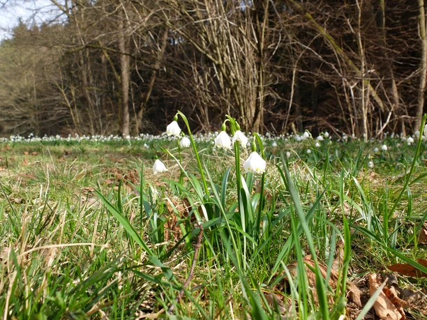Märzenbecher im Polenztal