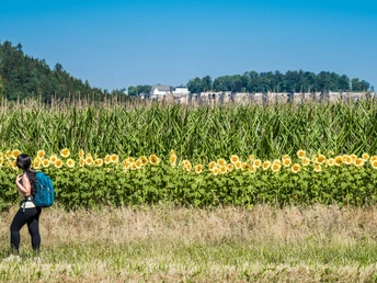 Wanderweg zum Pfaffenstein