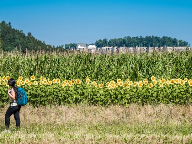 Wanderweg zum Pfaffenstein