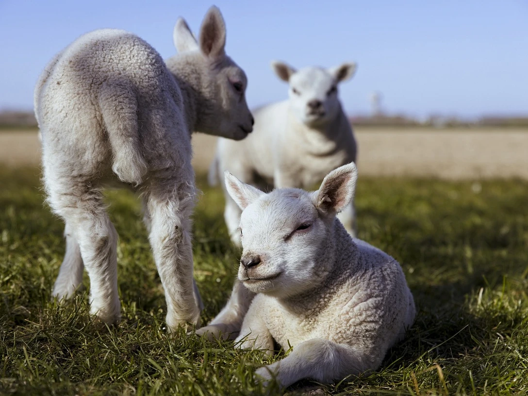 lambs-5074389_1280.jpg