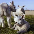 lambs-5074389_1280.jpg
