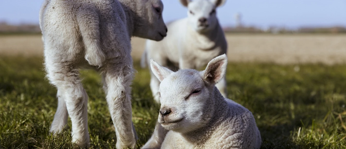 lambs-5074389_1280.jpg