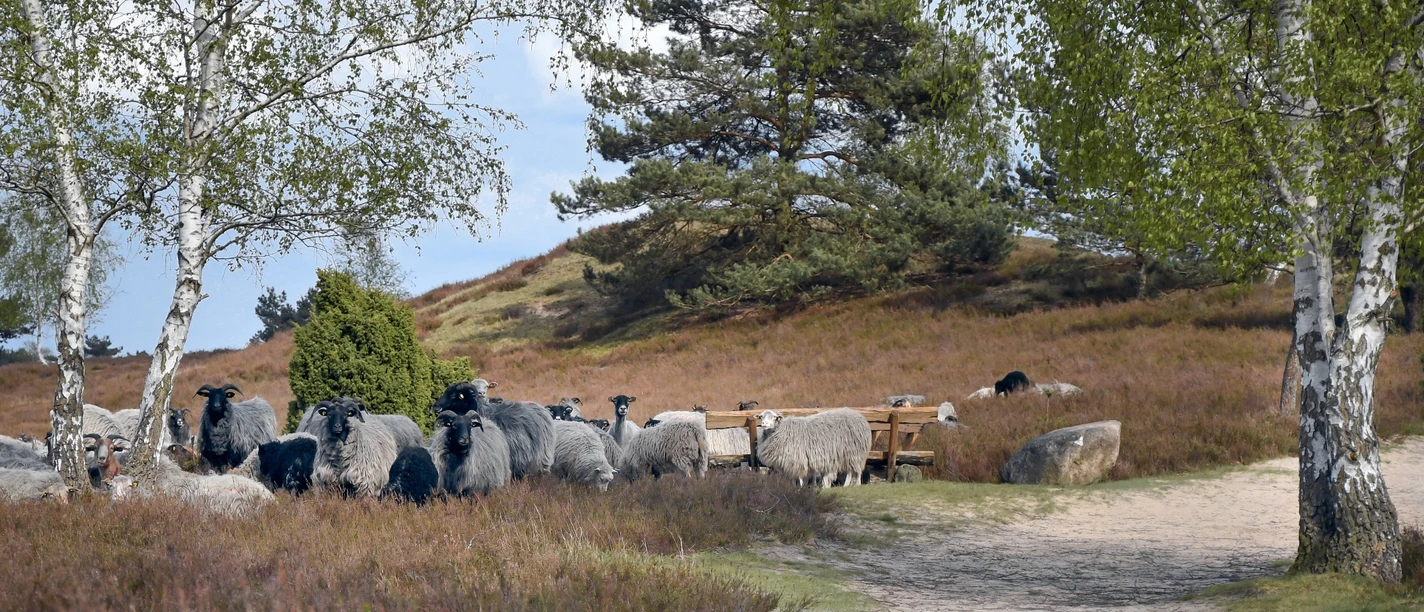 Nemitzer Heide und Heidschnucken