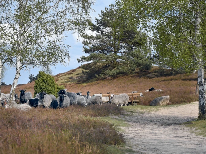 Nemitzer Heide und Heidschnucken