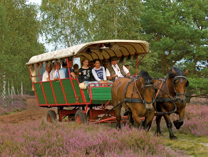Kutscher Wolter bei einer Planwagenfahrt durch die Nemitzer Heide