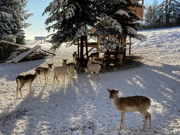 Wildgehege Kleinhennersdorf