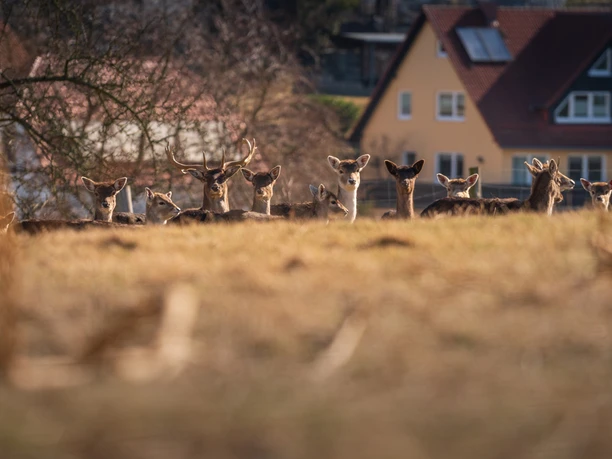 Stille Waldrunde nach Bahra