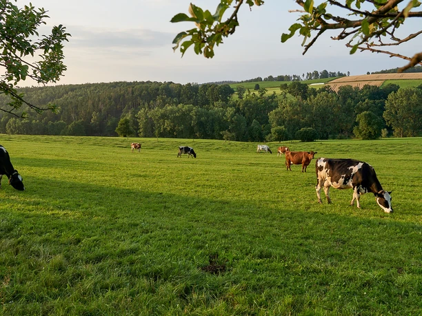 Kühe bei Cunnersdorf /Hohnstein