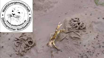 Wattführergemeinschaft Dithmarscher Nordsseküste Wattwurm und Strandkrabbe