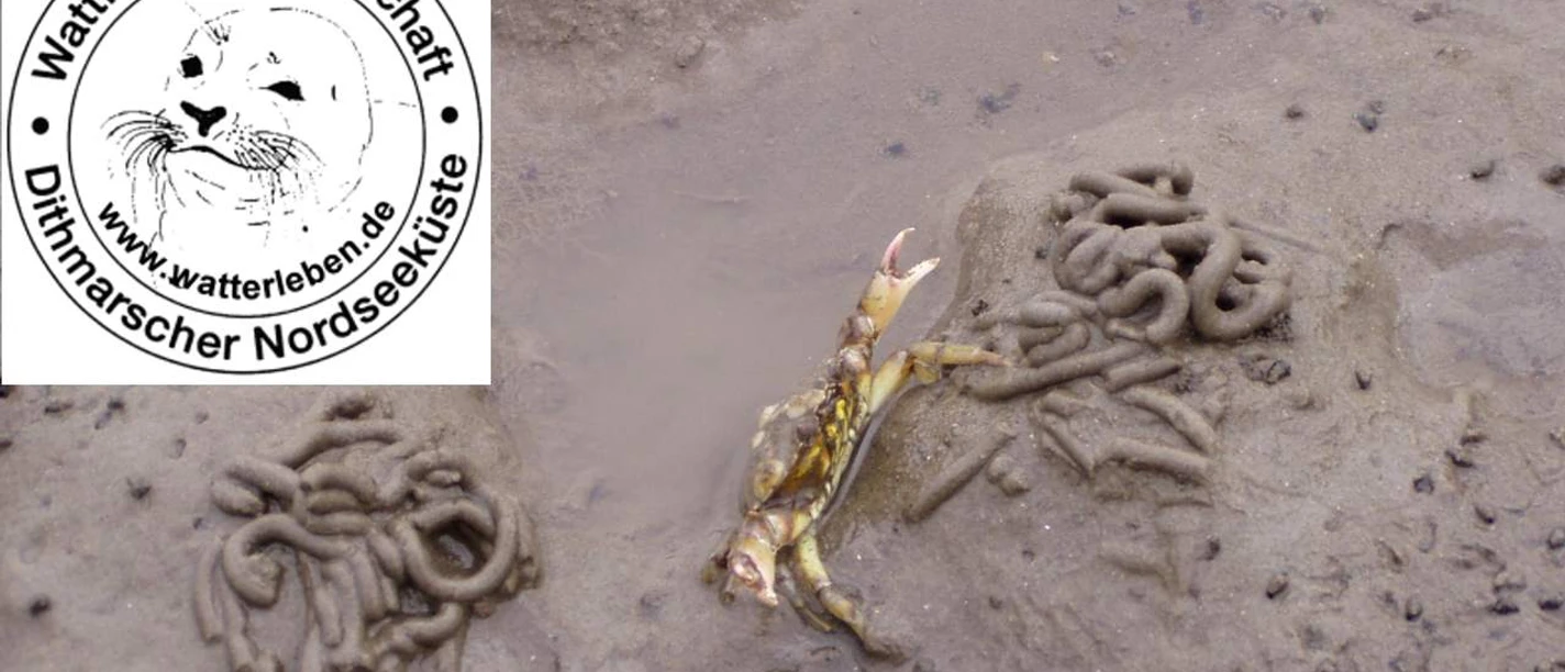 Wattführergemeinschaft Dithmarscher Nordsseküste Wattwurm und Strandkrabbe