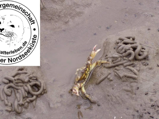 Wattführergemeinschaft Dithmarscher Nordsseküste Wattwurm und Strandkrabbe