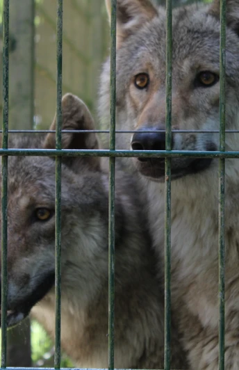 Zwei Wölfe blicken wachsam durch den Zaun ihres Geheges im Wolfcenter Dörverden.