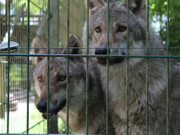 Two wolves look watchfully through the fence of their enclosure at the Wolfcenter Dörverden.