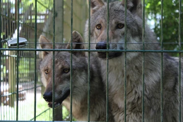 Wolfcenter Dörverden Zwei Wölfe blicken wachsam durch den Zaun ihres Geheges im Wolfcenter Dörverden.