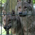 Wolfcenter Dörverden Zwei Wölfe blicken wachsam durch den Zaun ihres Geheges im Wolfcenter Dörverden.