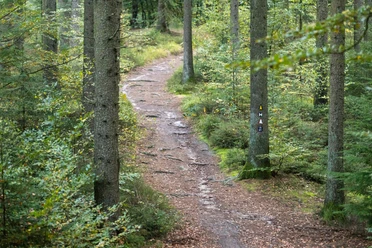 Buchenwald Rosengarten Buchenwald