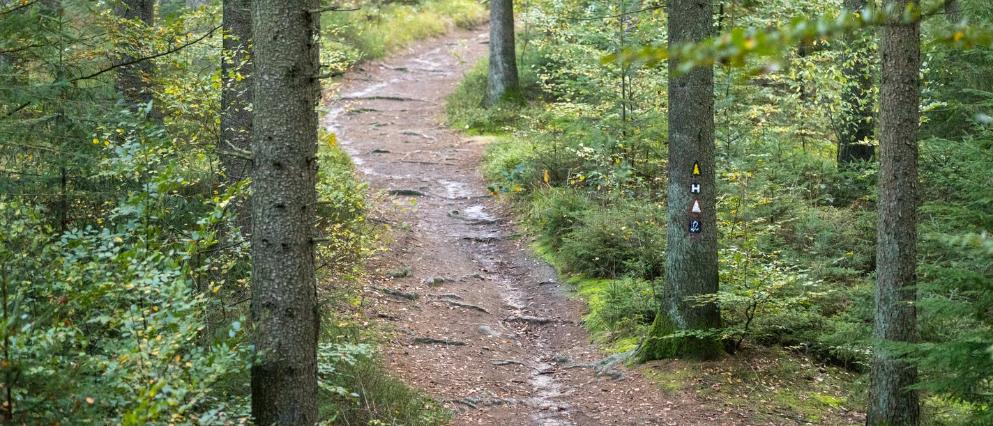 Buchenwald Rosengarten Beech forest
