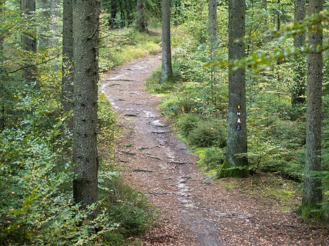 Buchenwald Rosengarten BuchenwaldBeech forestBøgeskovBeukenbos