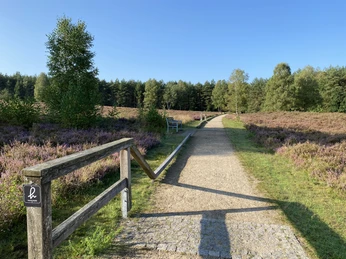 Wandern am Angelbecksteich zur Heideblüte Fiskedam til lyngblomsten