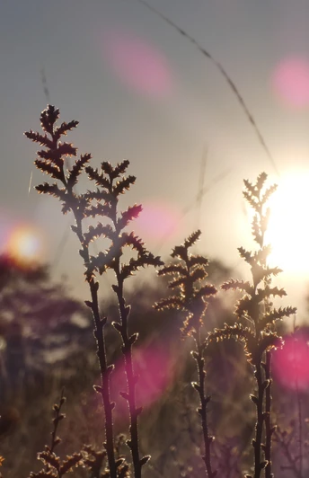 Sonnenaufgang über dem Ahlenmoor