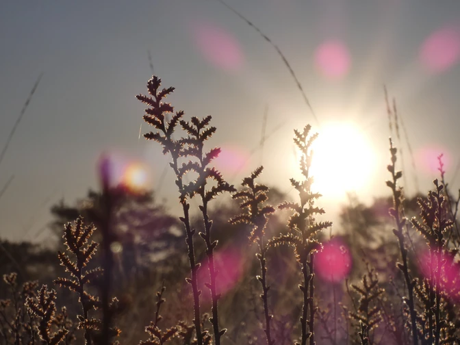 Sonnenaufgang über dem Ahlenmoor