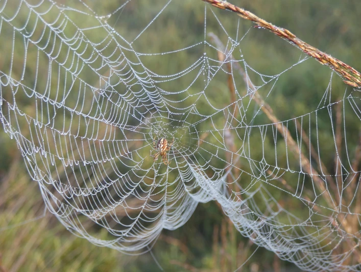 Spinne mit Spinnennetz im Ahlenmoor