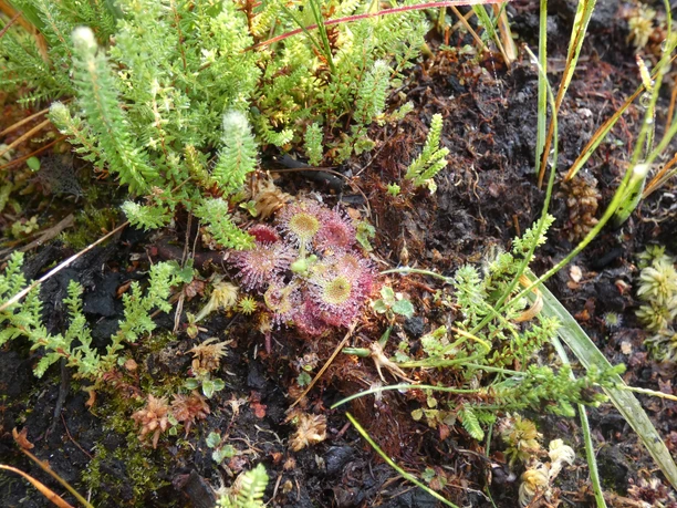 Sonnentau im Ahlenmoor