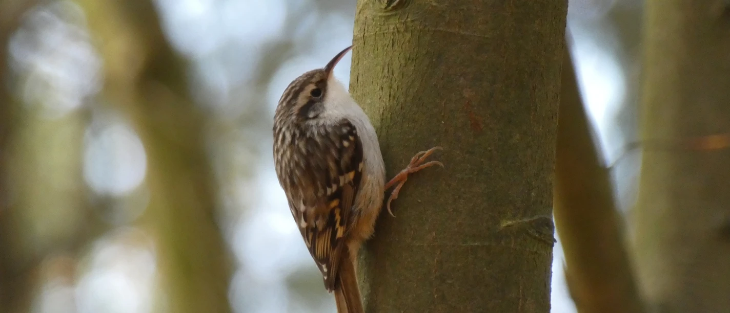 Gartenbaumläufer auf dem Waldpad Gartenbaumläufer auf dem Waldpad