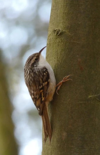 Gartenbaumläufer auf dem Waldpad