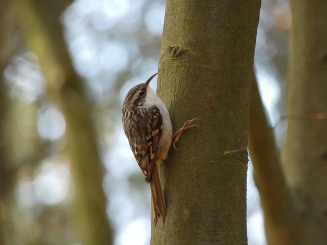 Gartenbaumläufer auf dem Waldpad