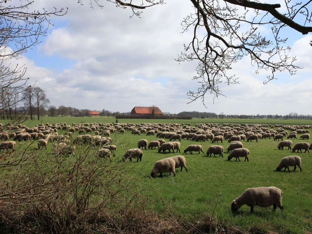 Schafsherde Mariensee Schafsherde Mariensee