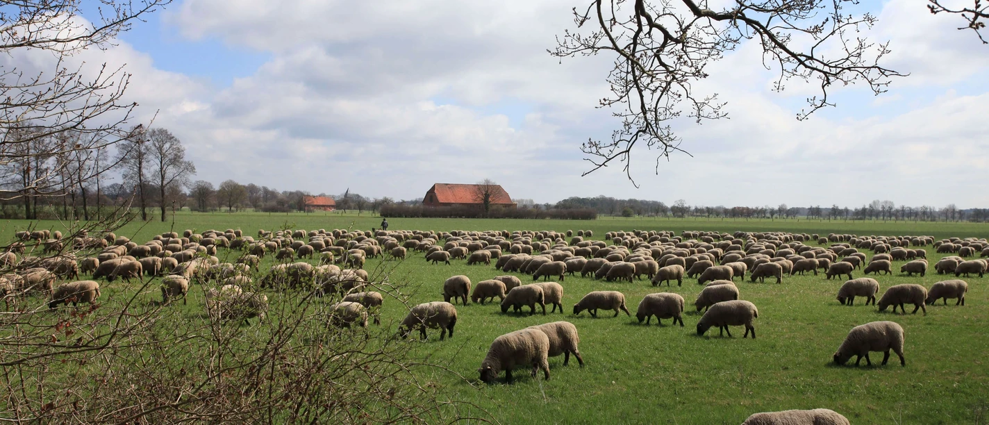 Schafsherde Mariensee Schafsherde Mariensee