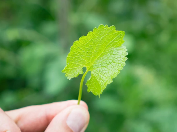 Garlic rocket