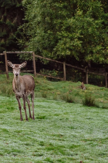 Wildgehege im Sankenbach