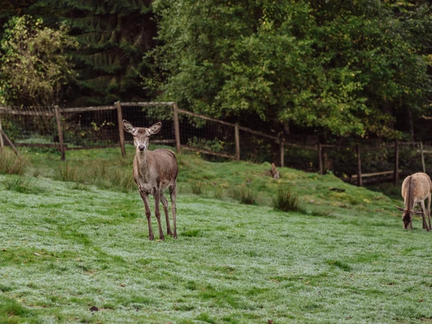 Wildgehege im Sankenbach