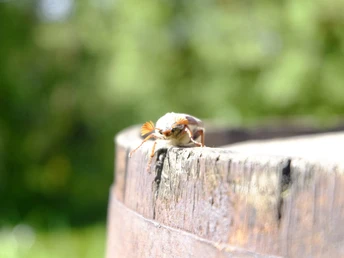 SchwarzWild, Willkommen, Herr Jürgen Rimböck
